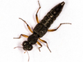 Stenus clavicornis
